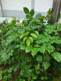 绿色象征什么？作文如何写出新意？