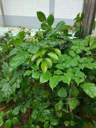 绿色象征什么？作文如何写出新意？