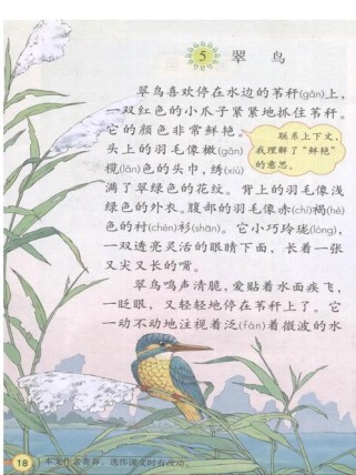 翠鸟为何能如此敏捷地捕鱼？