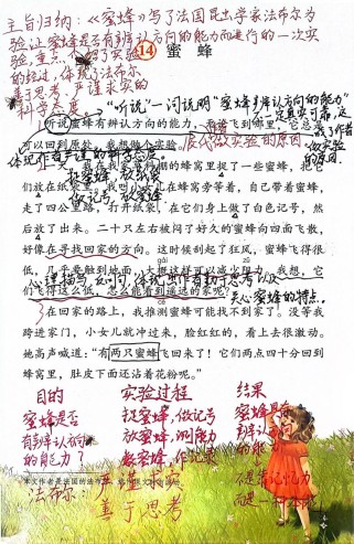 蜜蜂的阅读答案五年级有哪些重点？