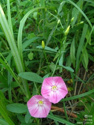 牵牛花阅读六年级答案是什么？