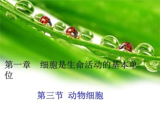 七年级生物上册PPT包含哪些重点内容？