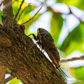 古诗蝉中鸡字应读何音？