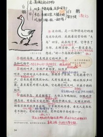 七年级语文版《白鹅》