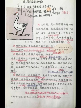 七年级语文版《白鹅》