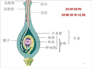 八年级上册生物免费课件哪里找？