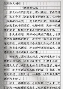 一棵树作文中考作文怎么写拿高分？