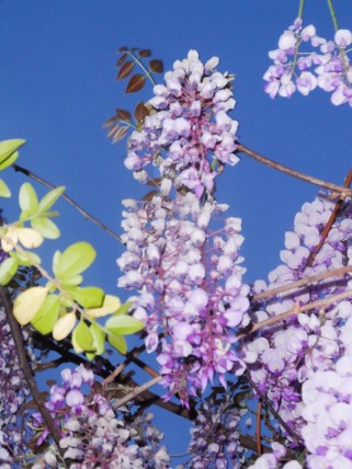 紫藤萝瀑布为何让作者感悟生命？