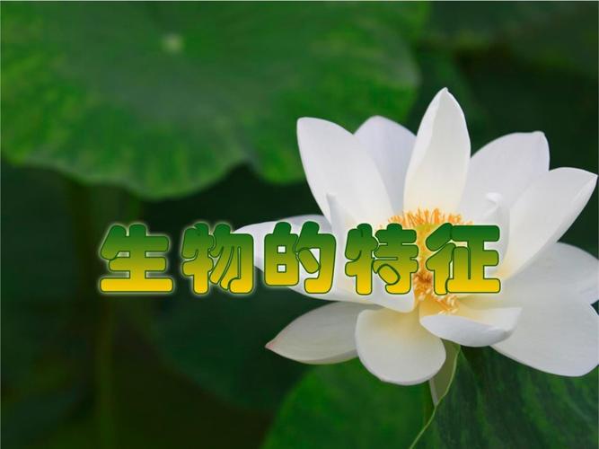 人教版七年级生物上册PPT哪里能免费下载？