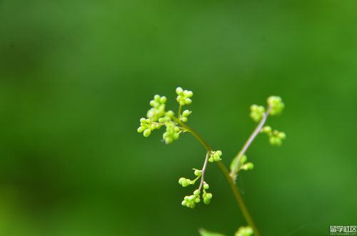 青春的绿色如何铺满征途？