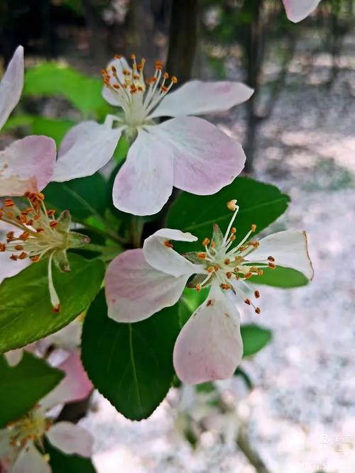 衔泥带得落花归,落花为何被衔泥带归?