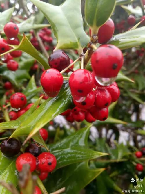 衔泥带得落花归,落花为何被衔泥带归?