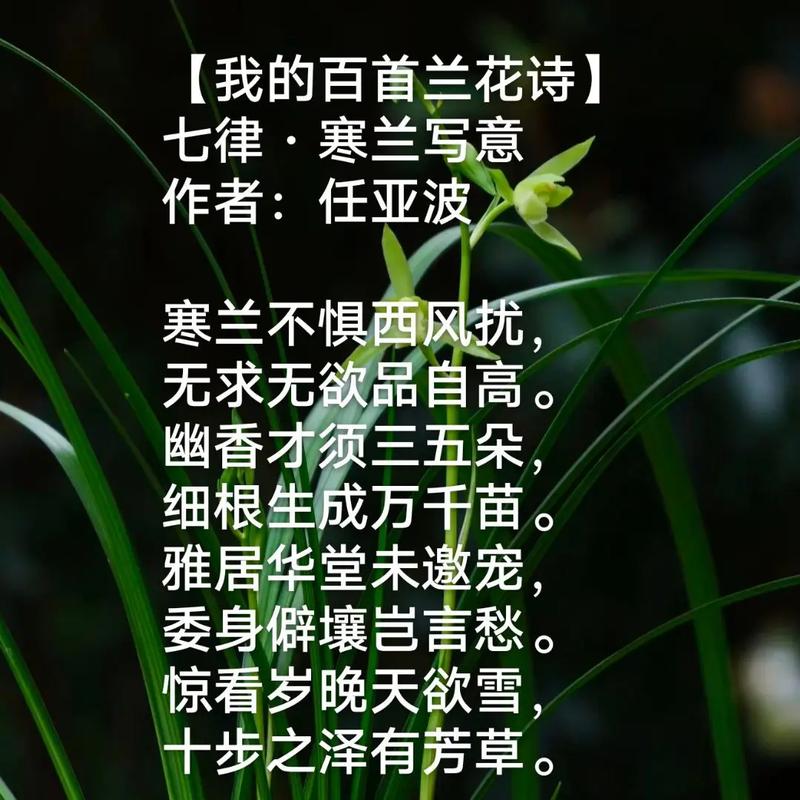 哪些古诗专写兰花景致？