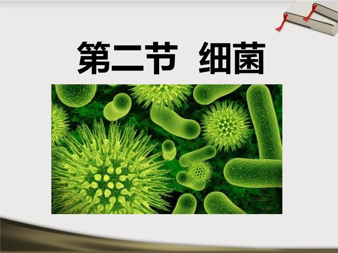 八年级上册生物PPT课件如何高效获取?