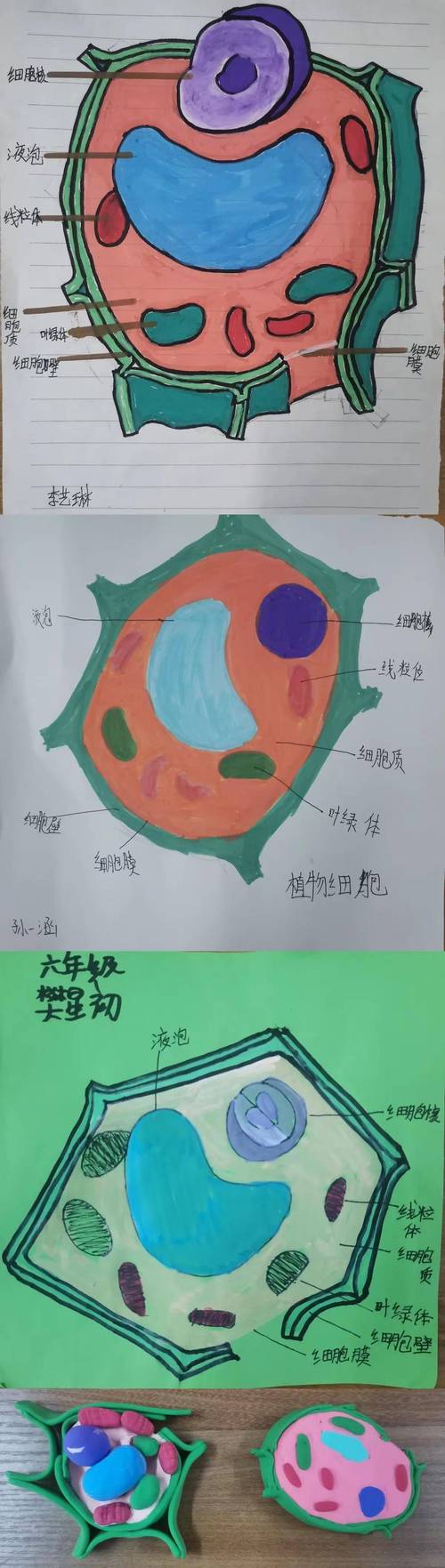 植物细胞结构有何独特功能?