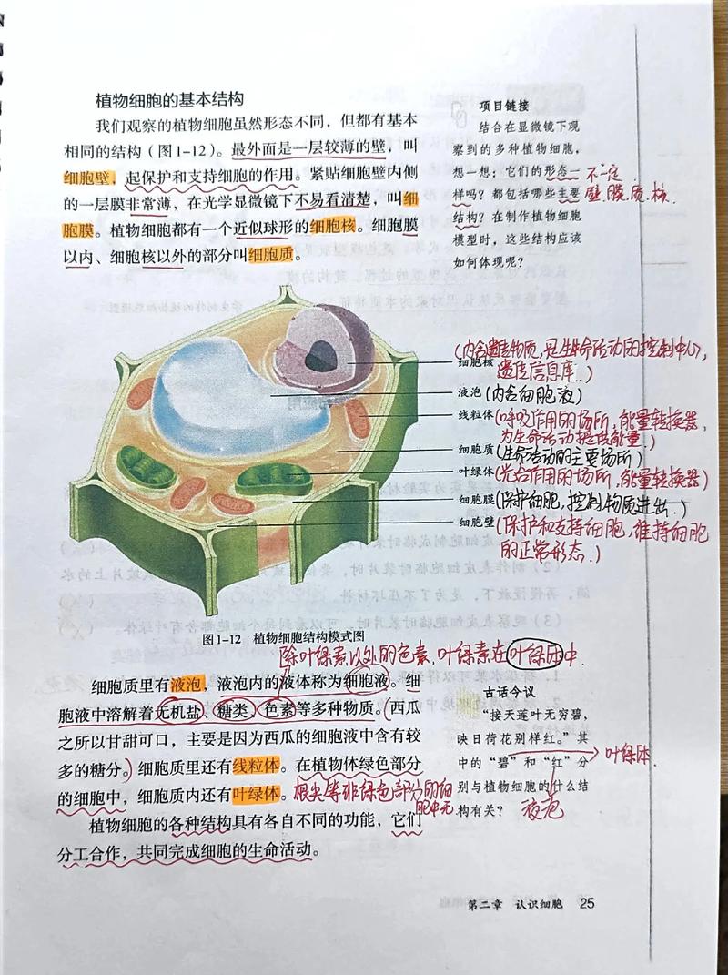 植物细胞结构有何独特功能？