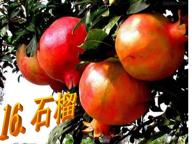 苏教版三年级石榴PPT该怎么用？