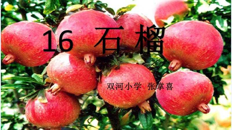 苏教版三年级石榴PPT该怎么用？