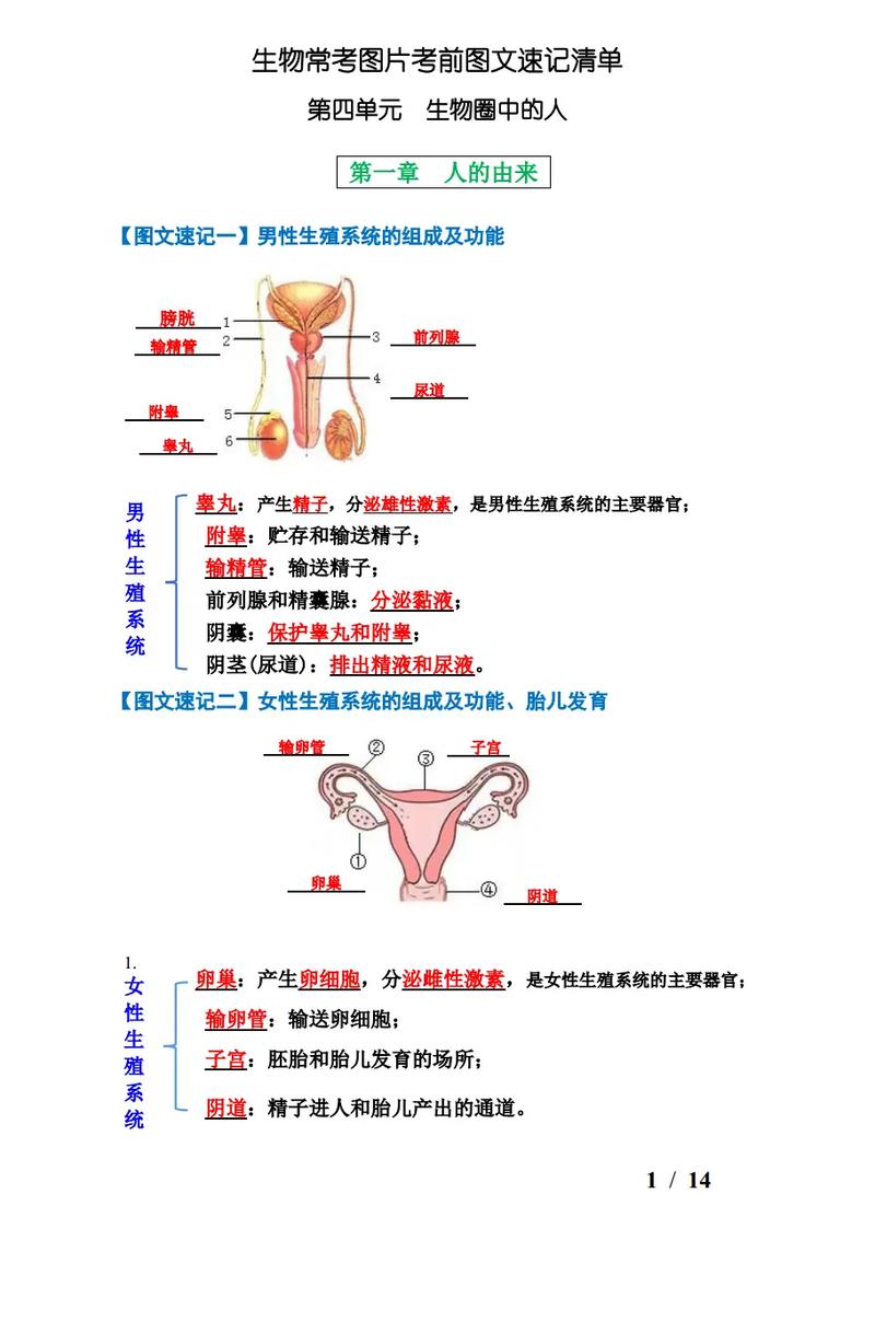 七年级下册生物知识梳理