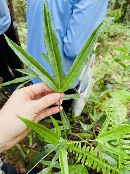 欲无杂草,心田何需除草?