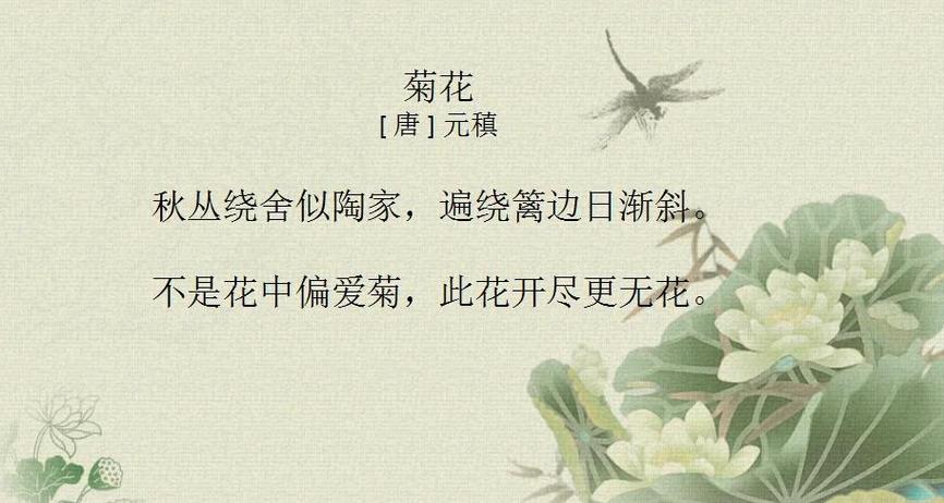 古诗菊花阅读理解答案是什么？