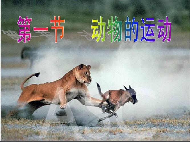 动物运动系统如何支撑其生命活动？