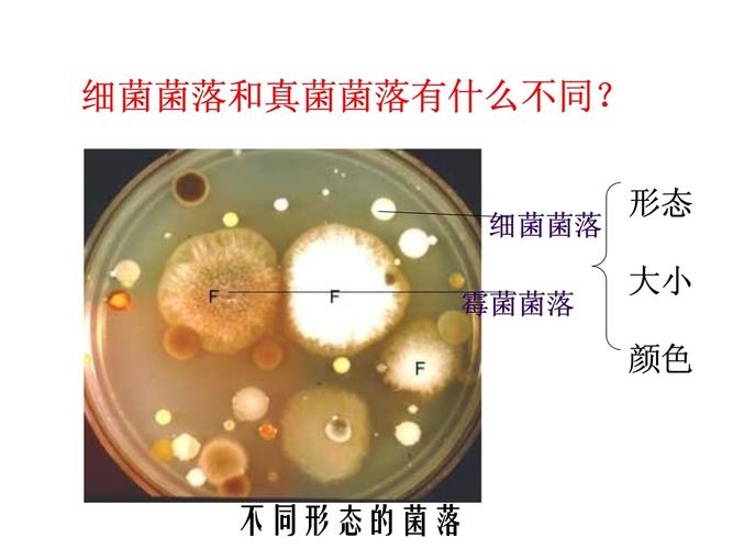 细菌和真菌在八年级生物中扮演什么角色？