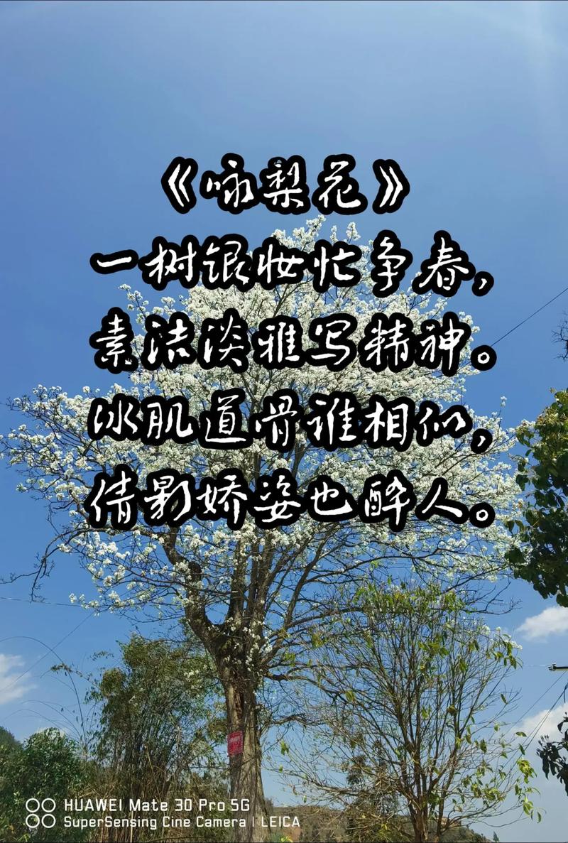 古诗里梨花诗句，藏着哪些春日密码？