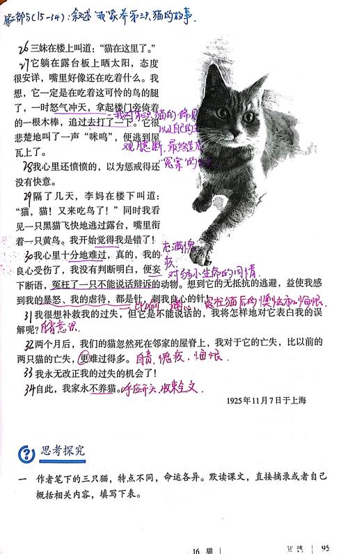 猫中藏着怎样的情感密码？
