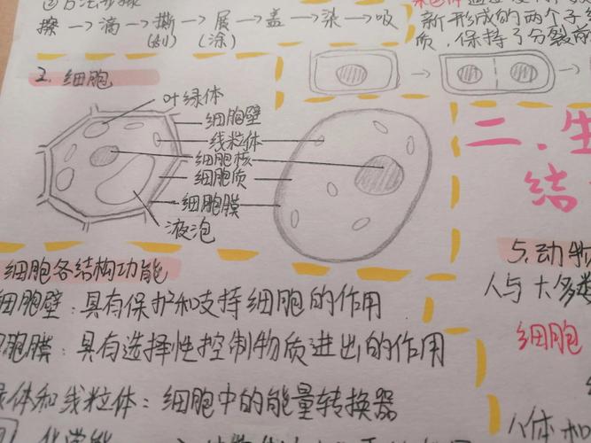 七年级上册第二章生物核心知识点有哪些?