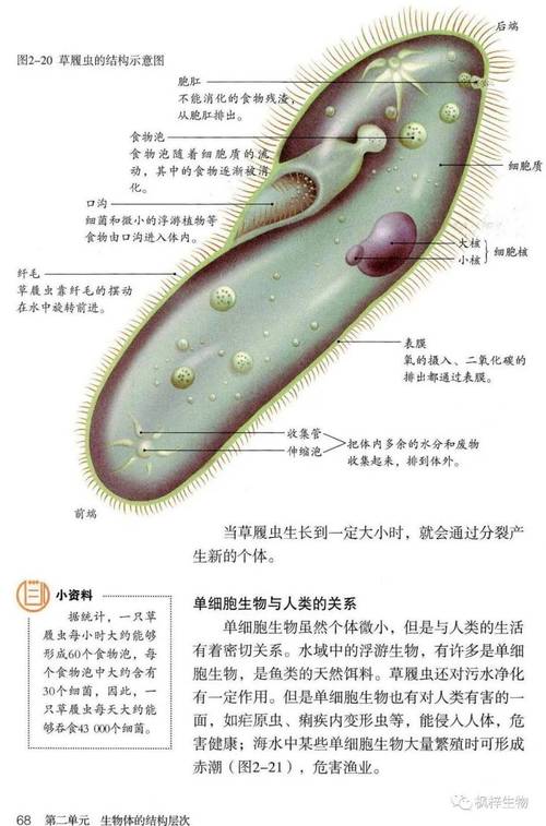 七年级生物人教版重点难点解析？
