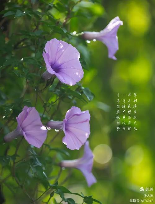 牵牛花阅读六年级答案是什么？