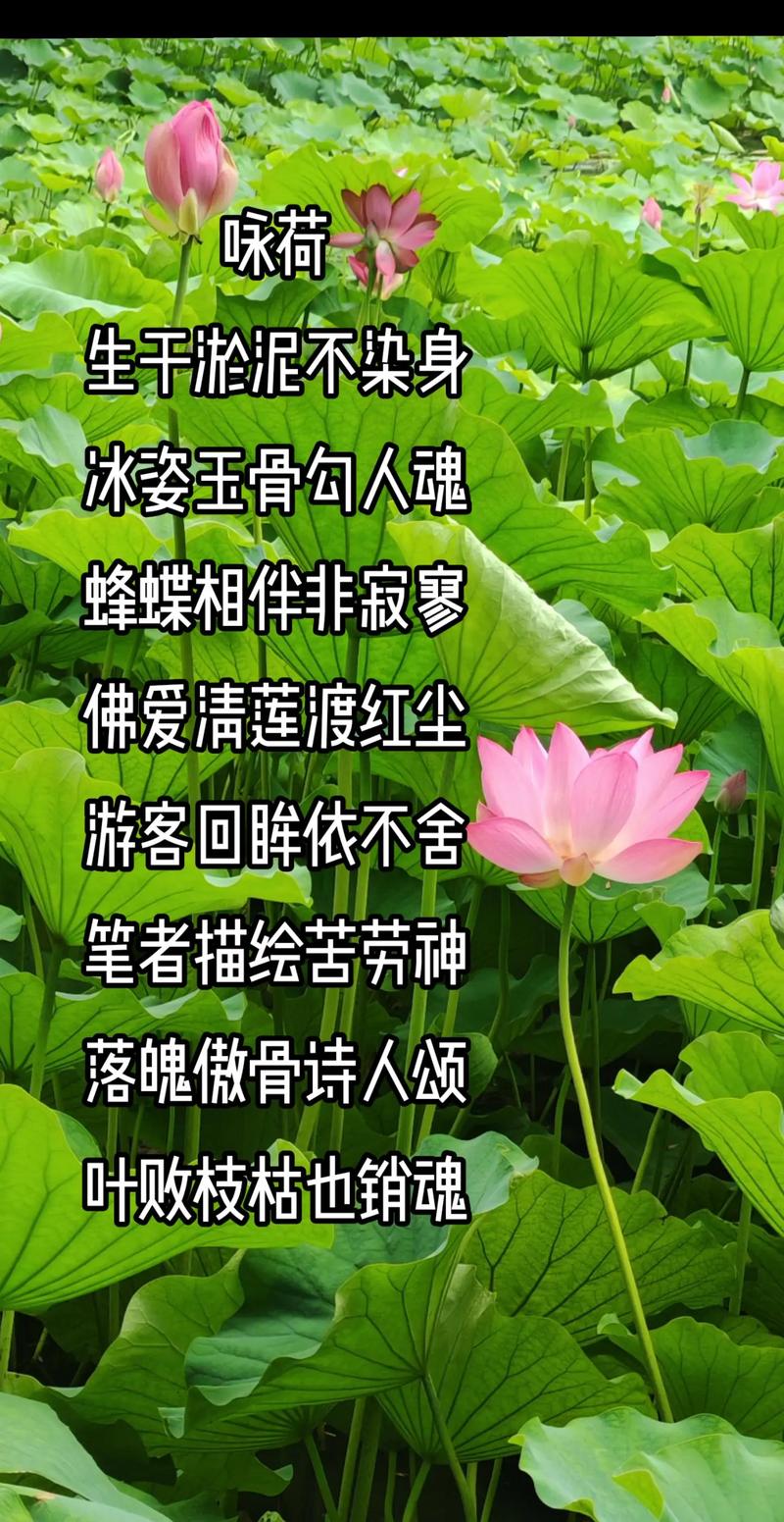 咏莲名句千古传,诗心何处觅清莲?