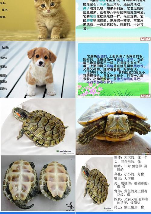 动物作文课件如何写好？